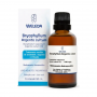 BRYOPHYLLUM ARGENTO CULTUM SOLUÇÃO ORAL COM 50ML 